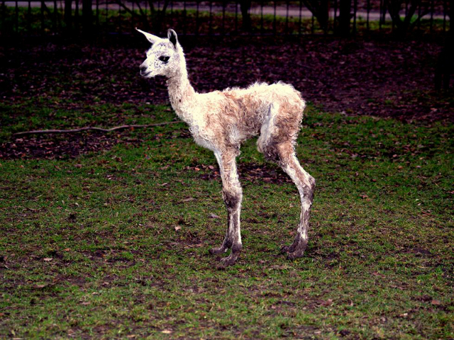 Kolejne narodziny w Śląskim Ogrodzie Zoologicznym