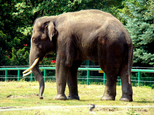 Thisiam, słoń indyjski ze śląskiego zoo, ciągle na walizkach