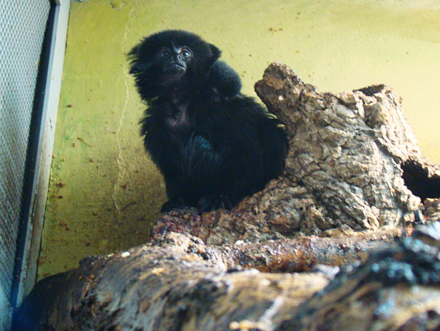 Sympatyczne małpki zamieszkały w antylopiarni. Kolejne przychówki w Śląskim Ogrodzie Zoologicznym