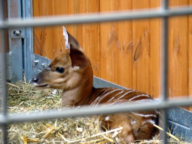 Dzidek, Tytus i Rysia jak gwiazdy filmowe. Zobacz małe antylopy ze śląskiego zoo