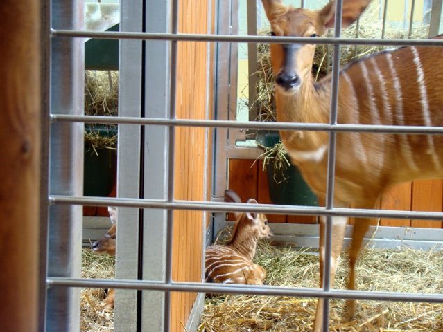 Małe antylopy urodziły się w śląskim zoo
