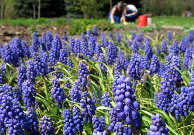 Około 150 tysięcy roślin rabatowych na alejach Parku Śląskiego