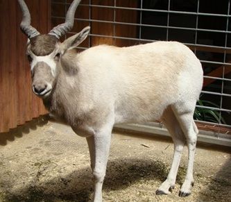 Więcej kopytnych w ZOO