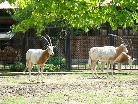 Więcej kopytnych w ZOO