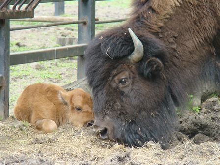 Kolejne narodziny w naszym zoo