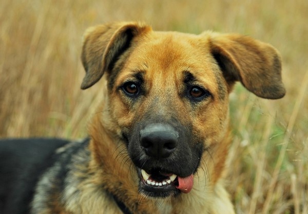 Kaczorek - Adoptowany!