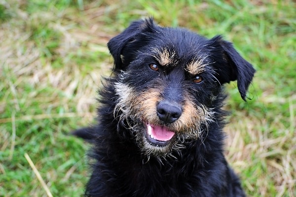 Sanczo - Adoptowany!