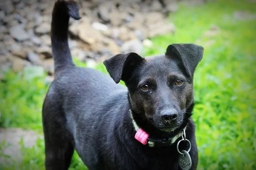 Czarusia - Adoptowana!