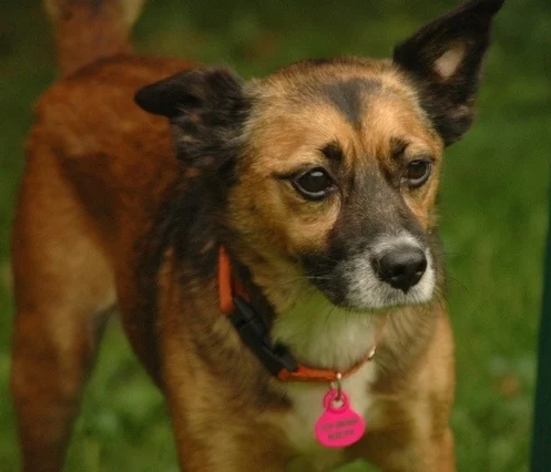 Gabryś - Adoptowany!