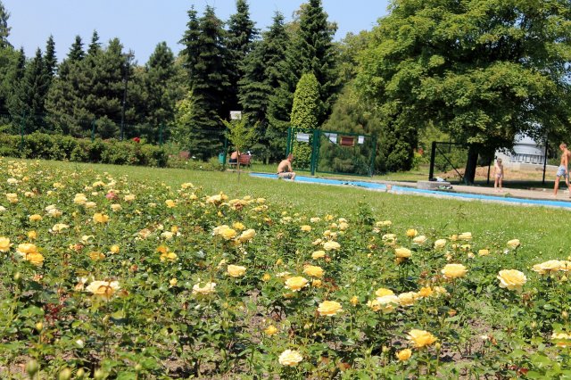 Rosarium w Parku Śląskim 1