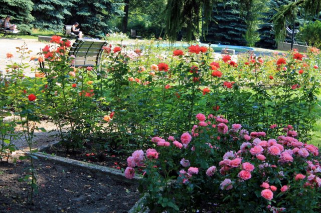 Rosarium w Parku Śląskim 4