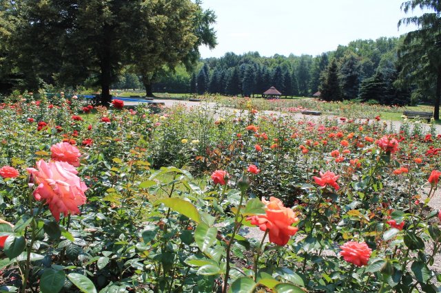 Rosarium w Parku Śląskim 5