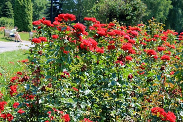 Rosarium czeka na spacerowiczów