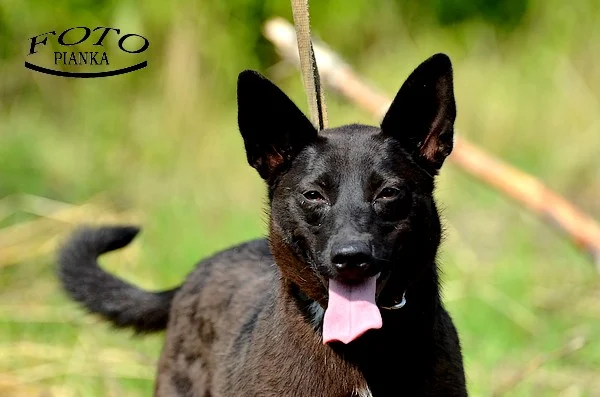 Jodełka - Adoptowana!