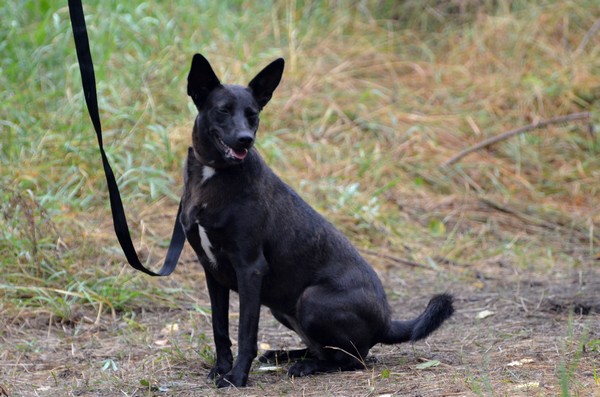 Jodełka - Adoptowana!
