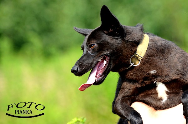 Jodełka - Adoptowana!