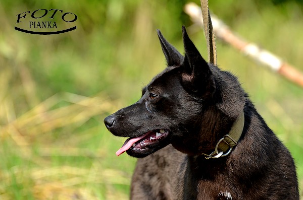 Jodełka - Adoptowana!