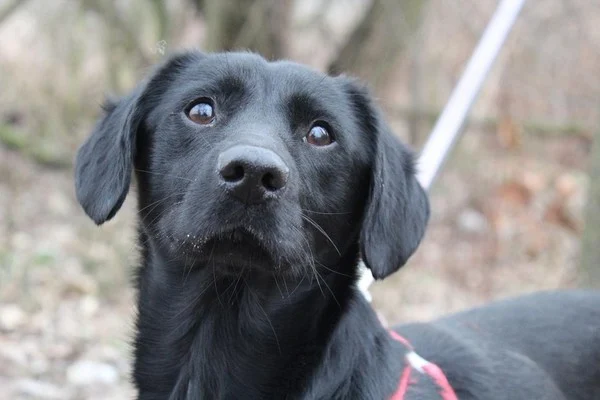 Klapuś - Adoptowany!