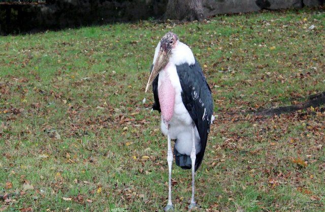 Marabut ze Śląskiego Ogrodu Zoologicznego ma już nowe imię