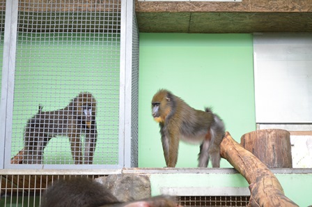 Nowy lokator w Śląskim Ogrodzie Zoologicznym