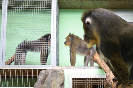 Nowy lokator w Śląskim Ogrodzie Zoologicznym
