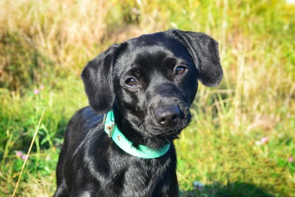 Kaktus - Adoptowany!