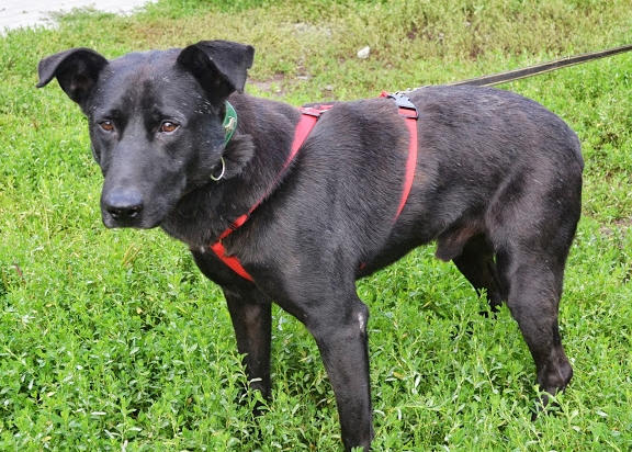 Ramzes - Adoptowany!