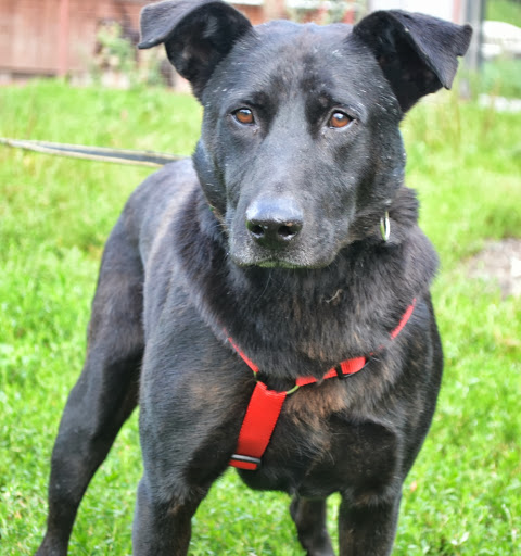 Ramzes - Adoptowany!