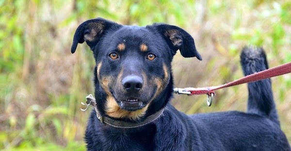 Baster - Adoptowany!