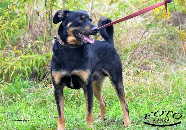 Baster - Adoptowany!