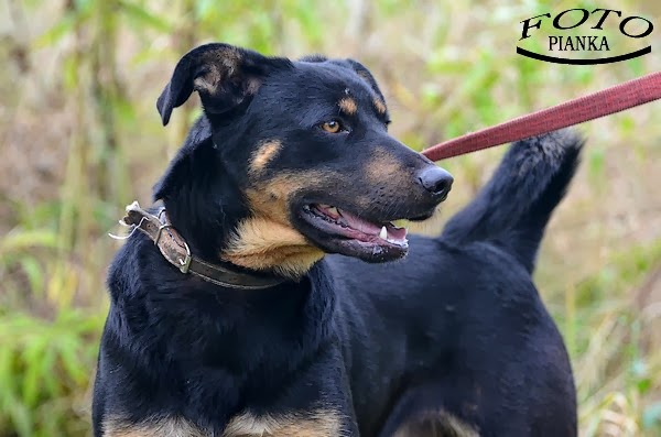 Baster - Adoptowany!