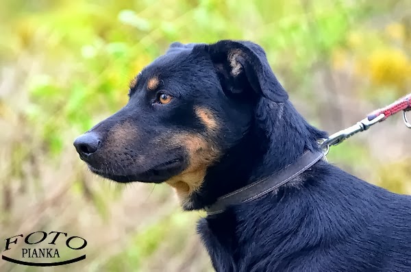 Baster - Adoptowany!