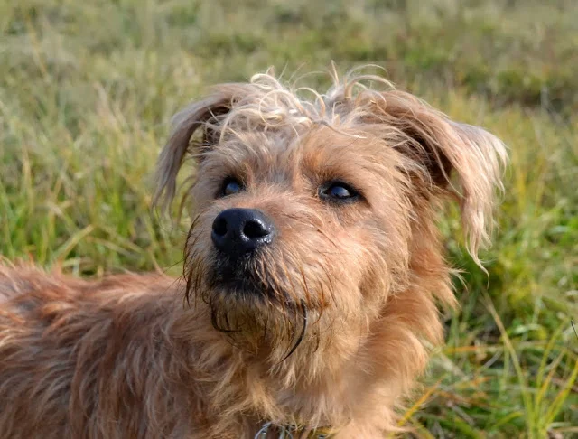 Frolic - Adoptowany!