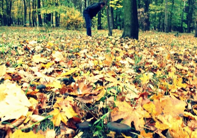 Grzyby? W Parku Śląskim jest ich sporo