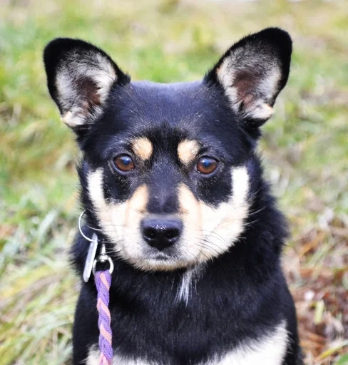 Tuptuś - Adoptowany!