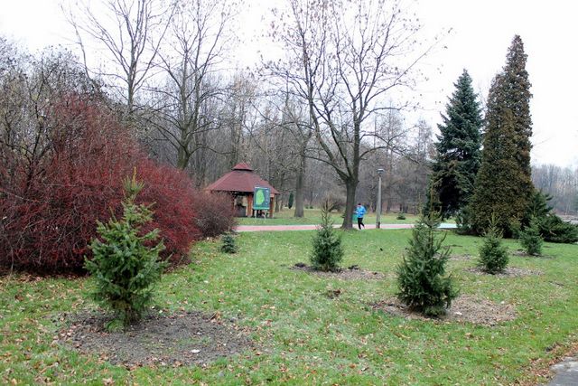 Najpiękniejsze iglaki można znaleźć w Parku Śląskim