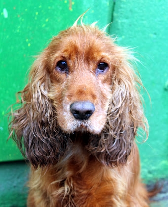 Frotka - adoptowana!