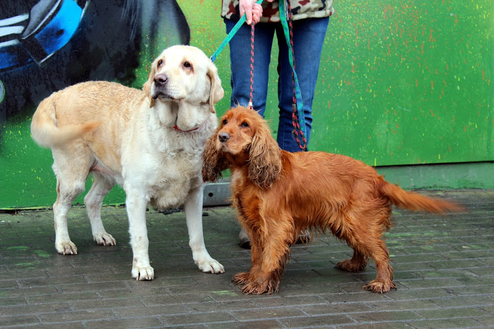 Frotka - adoptowana!