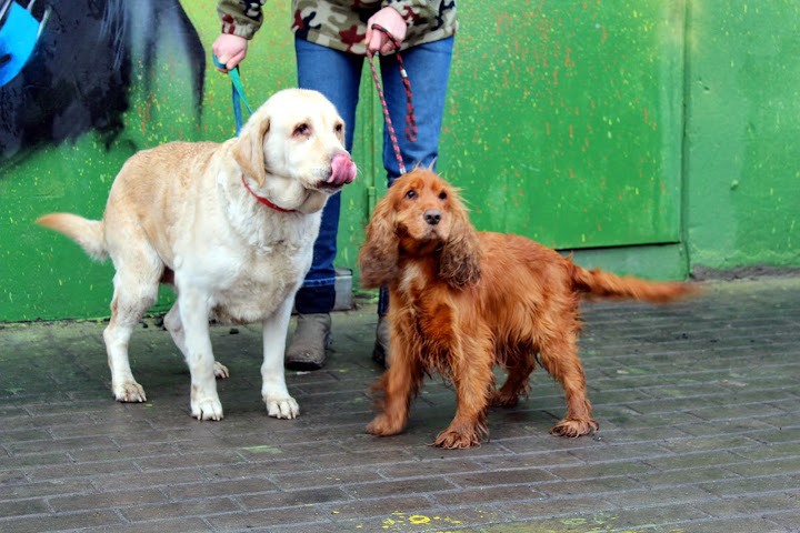 Frotka - adoptowana!