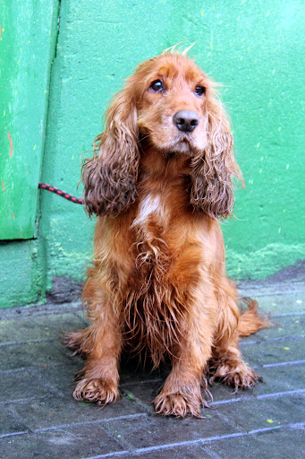 Frotka - adoptowana!