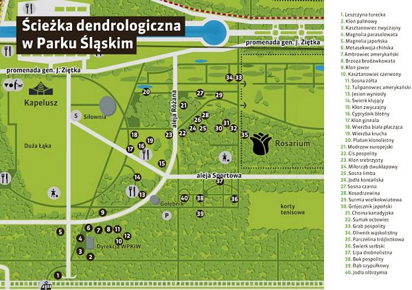 Spacer szlakiem najoryginalniejszych gatunków drzew w Parku Śląskim