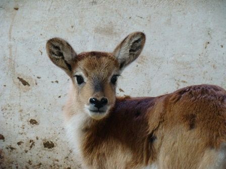 Małe antylopy i wilki grzywiaste