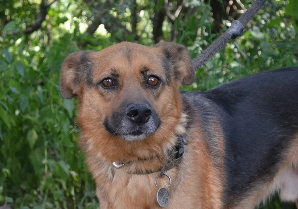 Dżimi - Adoptowany!