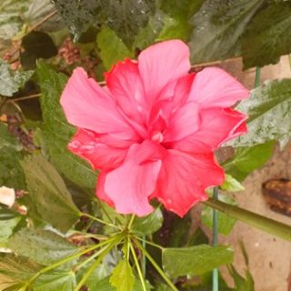 W hali coraz bardziej egzotycznie