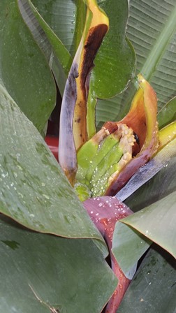 W hali coraz bardziej egzotycznie