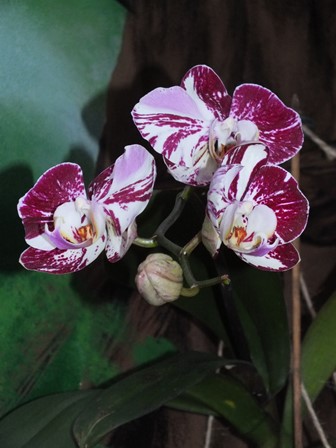 W hali coraz bardziej egzotycznie