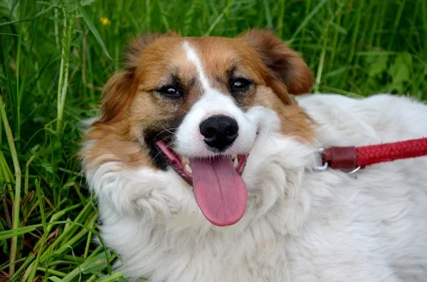 Karolek - Adoptowany!