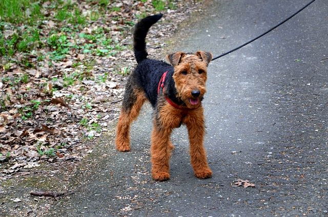 Bezpłatne spacery z psami