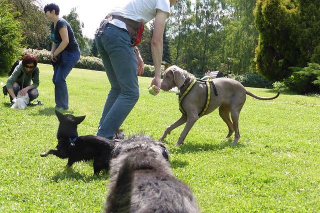 Psie wędrówki po alejach