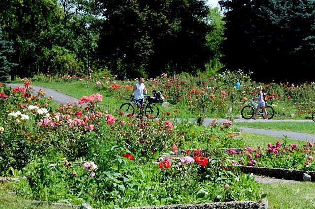 Największy w Polsce ogród różany znów czaruje